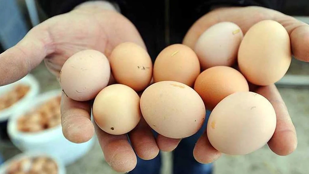 Yumurta fiyatlarına rekor zam